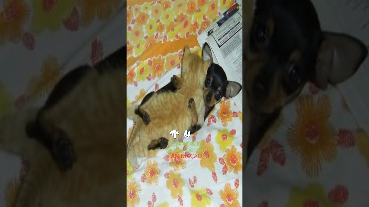 Amizade Animal: Descubra a Beleza da Amizade entre Animais 🐾