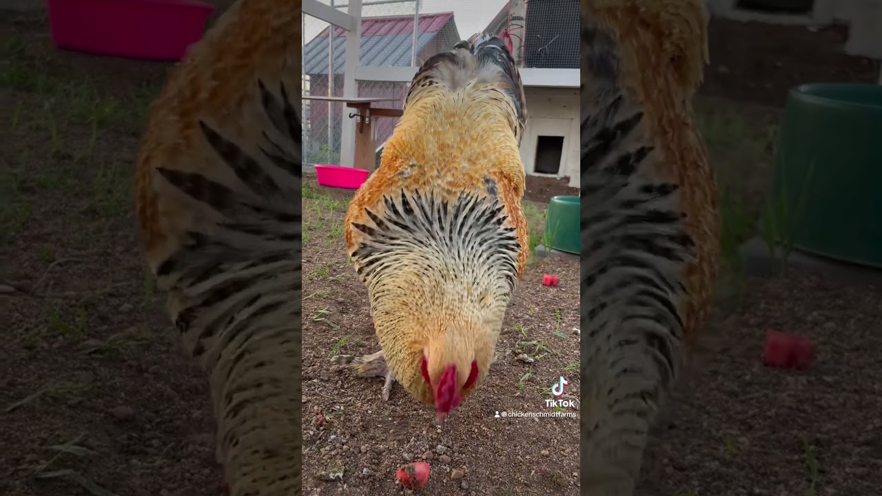 Roosters: More Than Just Breeding 🐓