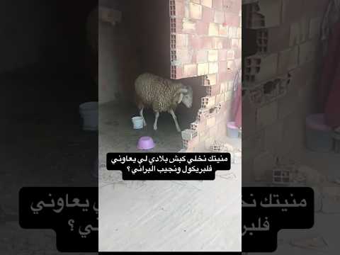 كبش العيد #خروف #كباش_رومانيا #مواشي #اكسبلور #الجزائر #shorts #سوق_المواشي #أضحية_العيد #عيد_الاضحى