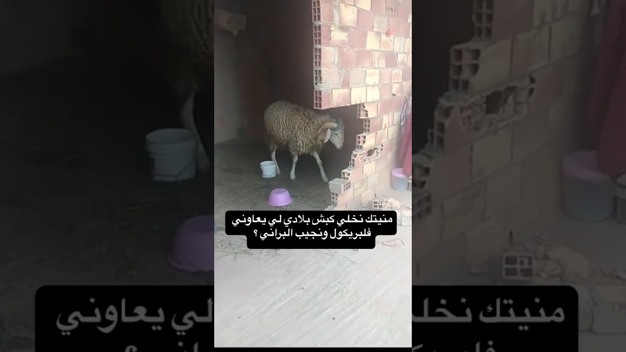 أفضل خروف عيد الأضحى من سوق المواشي في الجزائر 🐑