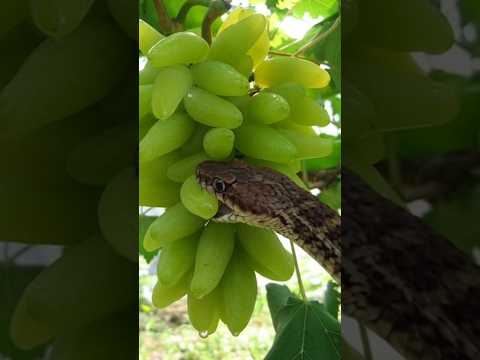 A beautiful brown russel Viper snake is eating green grapes #snakevideo #russelviper