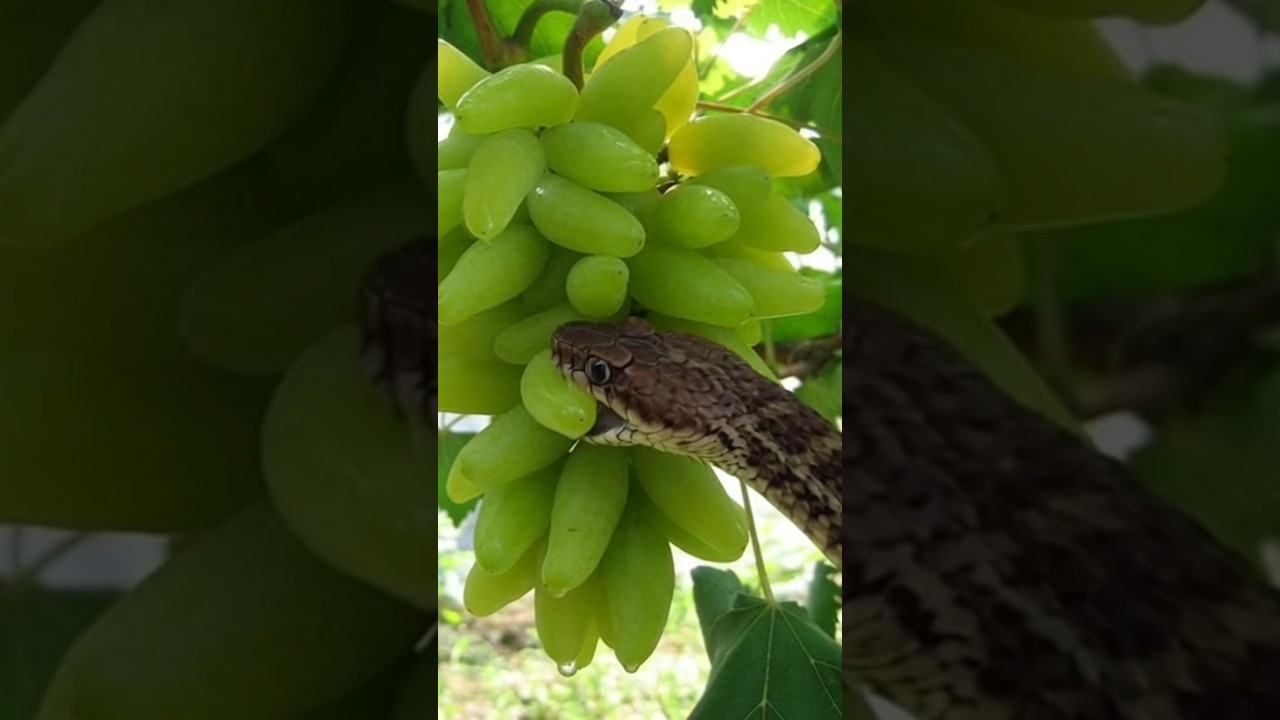 Watch a Stunning Brown Russell Viper Enjoy Green Grapes 🐍