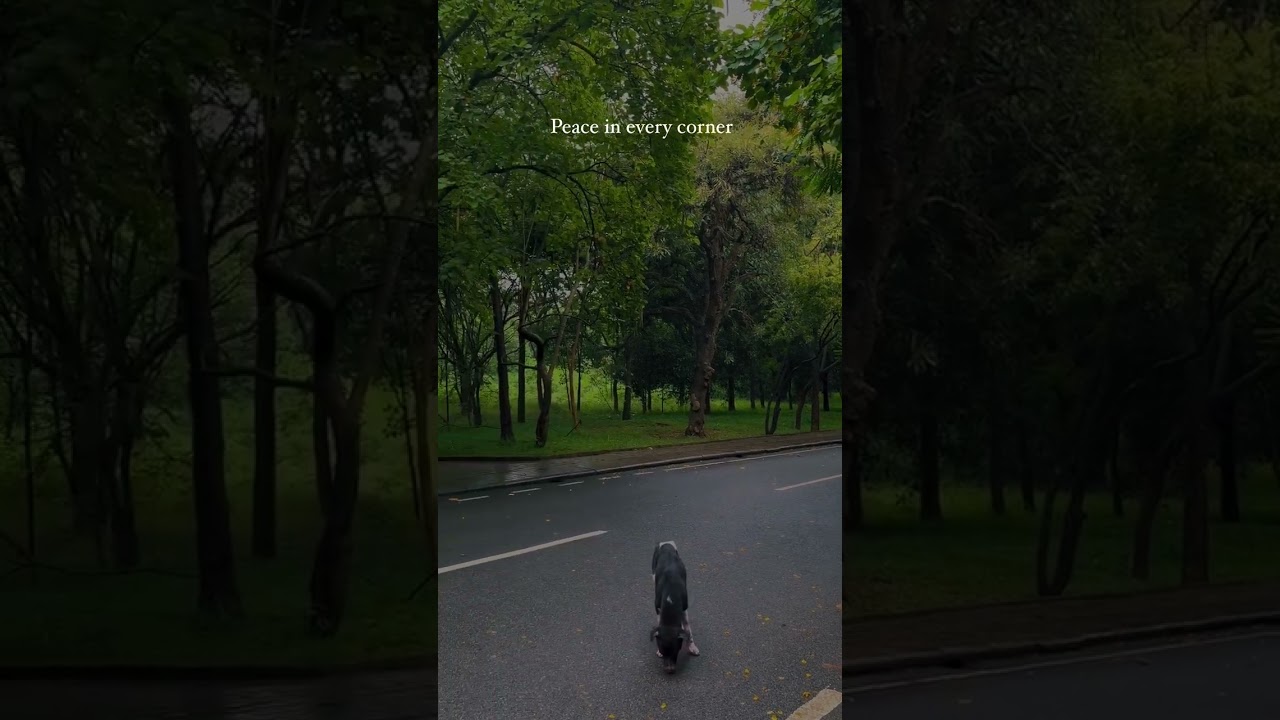 Beautiful IISC Bangalore Campus ❤️