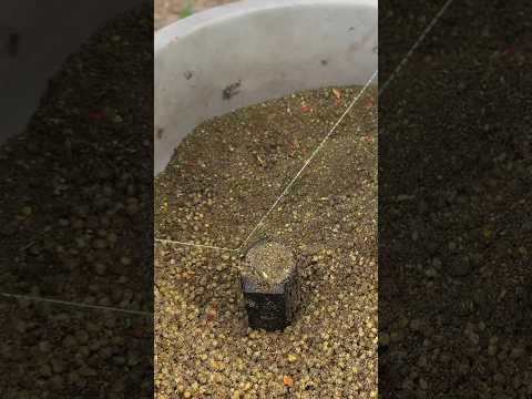 Как забивать кормушку на фидер 🎣 #fishing #рыбалка #фидер