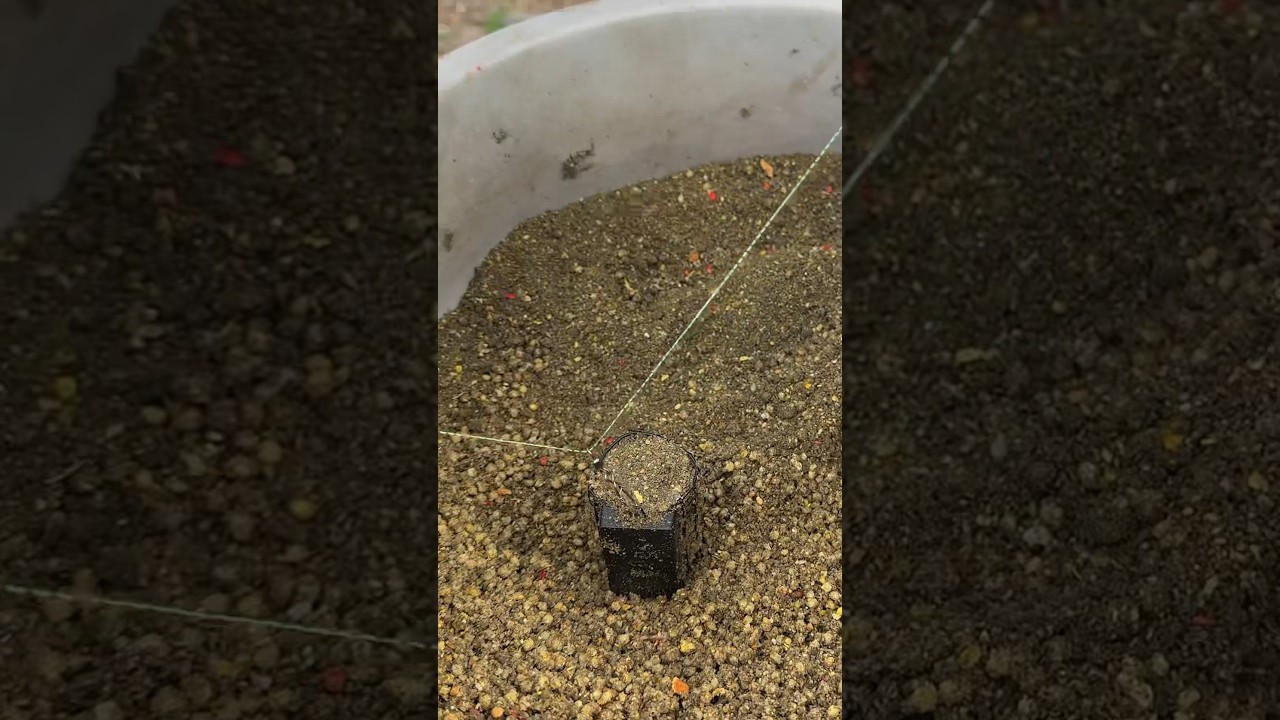 Как правильно забивать кормушку на фидер: советы и техника 🎣