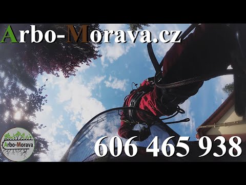 Cedar tree remove /Kácení Cedru