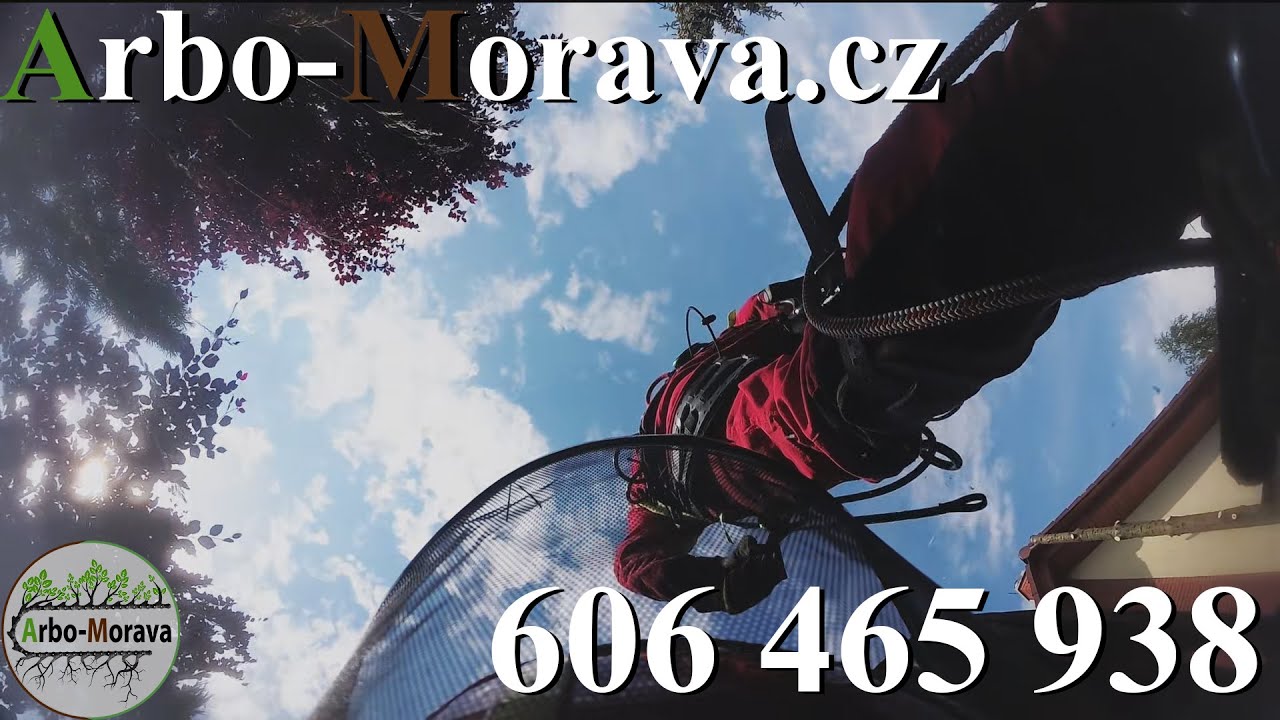 Expert Cedar Tree Removal in Olomouc 🌲 | Roof & Chimney Safety Tips