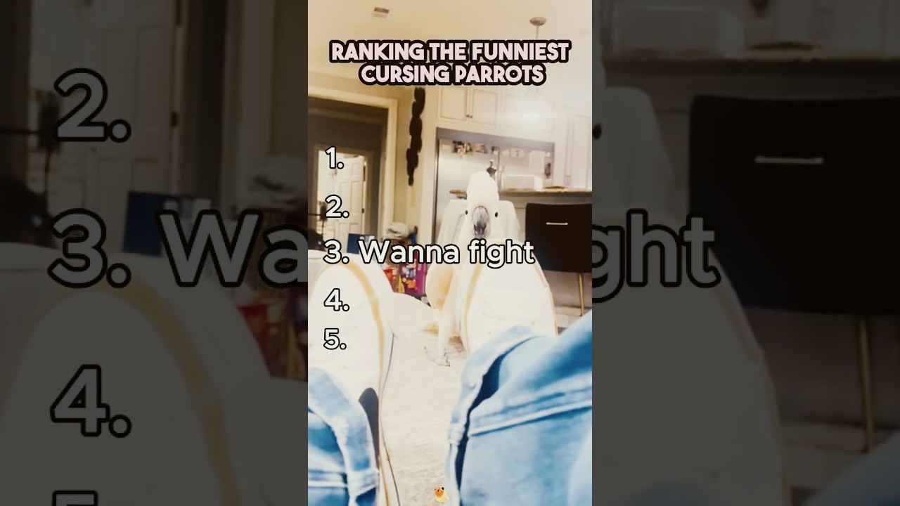 Top 5 Funniest Cursing Parrots 🦜