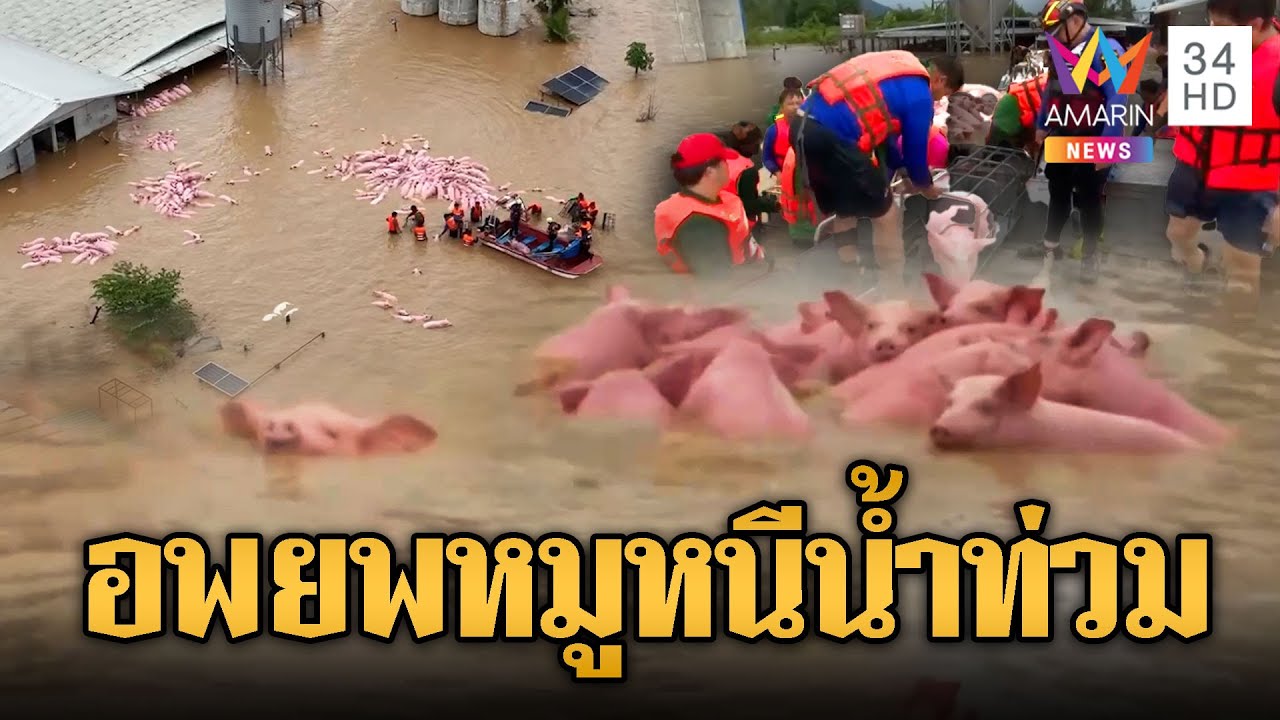 เร่งอพยพหมูนับพันหนีน้ำท่วมฉับพลัน 🚧