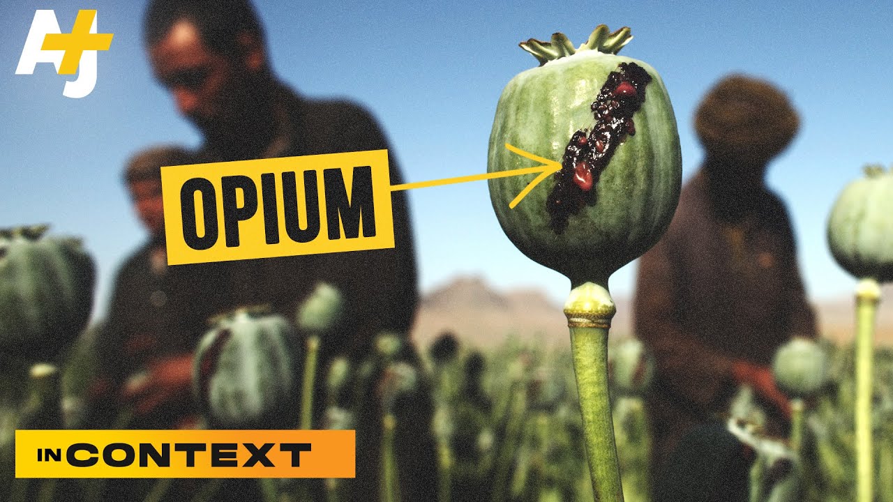 Opium's Role in Afghanistan & Taliban Influence 🌱