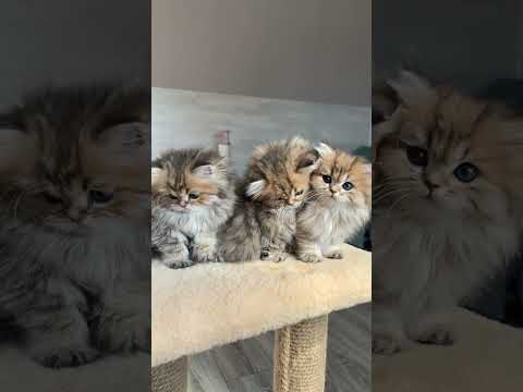 So cute !! #britishgold #kittensoftiktok #You Must Know #viral story #Wonderbot