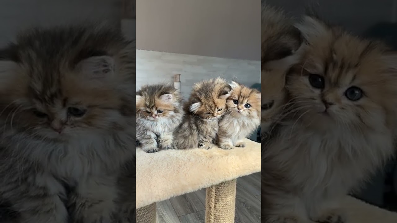 Adorable British Gold Kitten Compilation | Viral TikTok Stories
