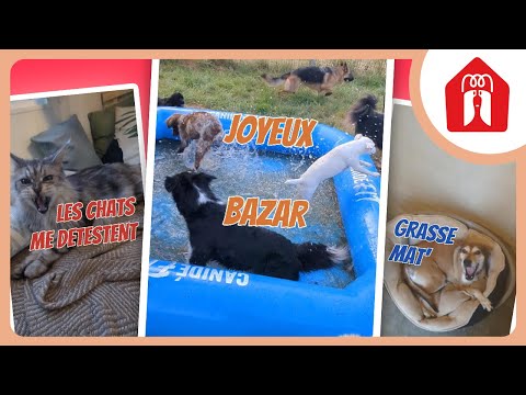 C'EST VITE PARTI EN VRILLE ! 🐶 Pension CHEZ MARTH' 87 #45