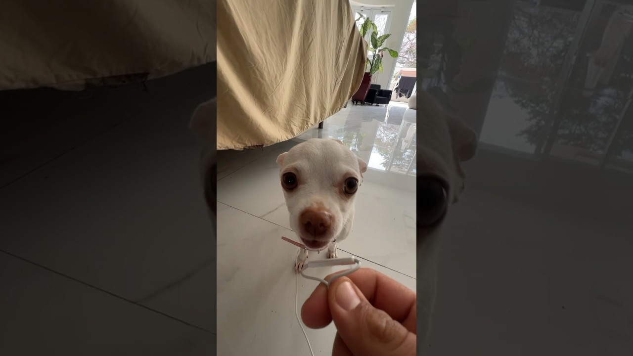 My Dog Can Sing! ๐ถ