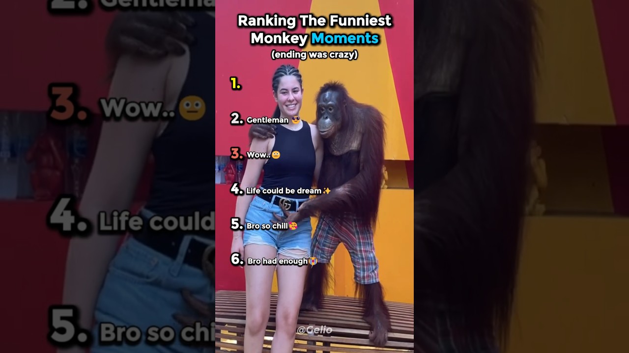 Hilarious Monkey Moments 😂