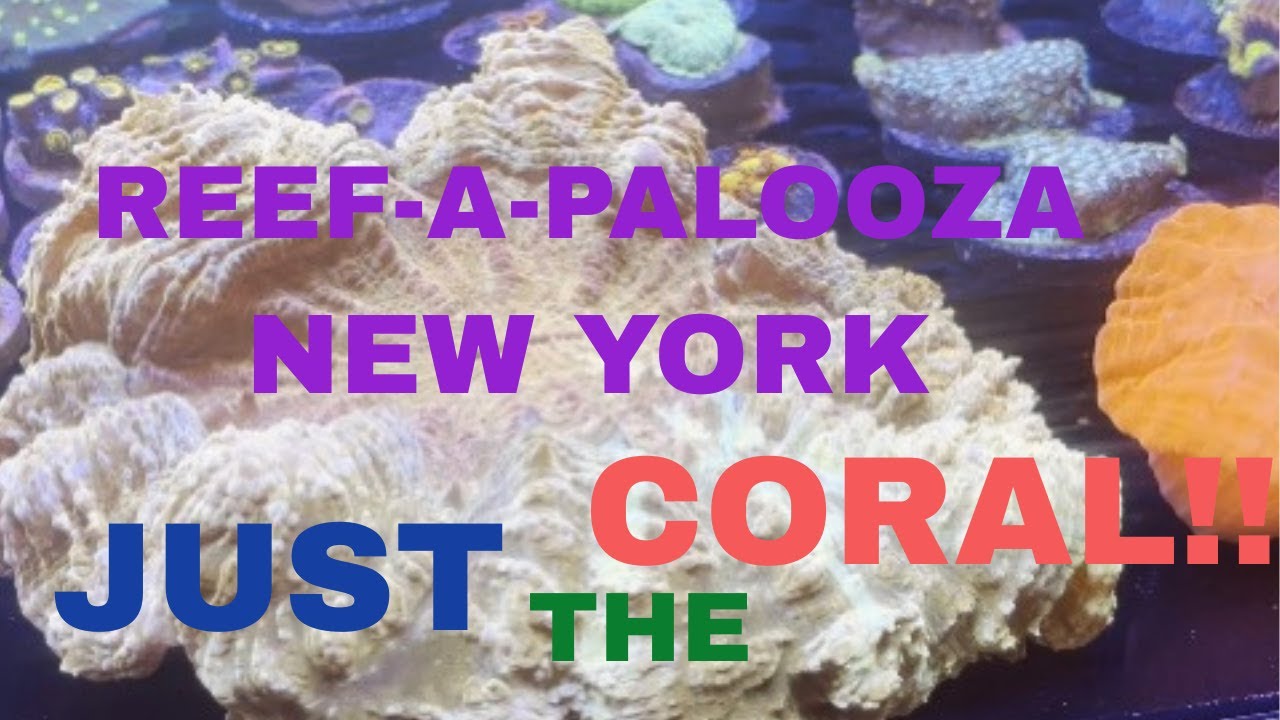 Reefapalooza Reef-A-Palooza! New York 2025 JUST THE CORAL