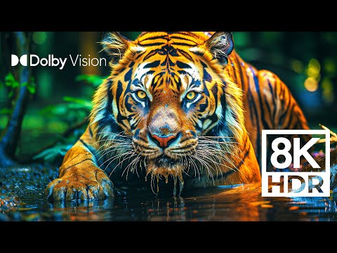 Wild World in Dolby Vision™ | Extreme Colors in 8K HDR