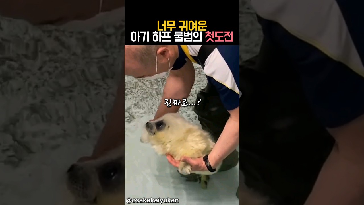 아기 하프물범의 첫 도전 🐾