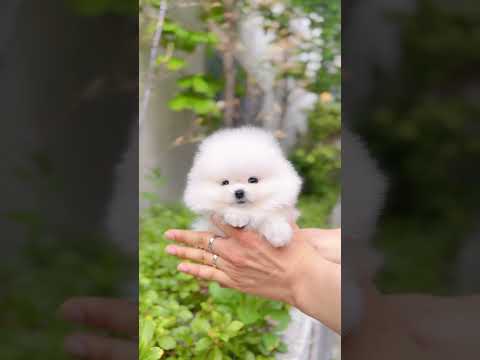 Perfect teacup Pomeranian #puppy #teacuppomeranian #pomeranian #pomeranianpuppy #pomeraniandog