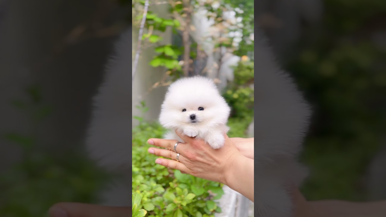 Adorable 2-Month-Old Teacup Pomeranian Puppy 🐶 – Perfect for Your Home!