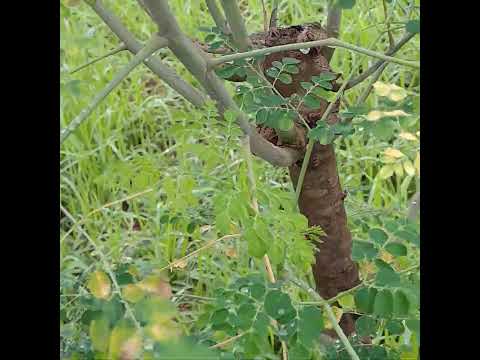 SEMBUNYI! #reptile #sembunyi #hide #bunglon #kadal #chameleon #reptileworld #reptilekingdom #moringa