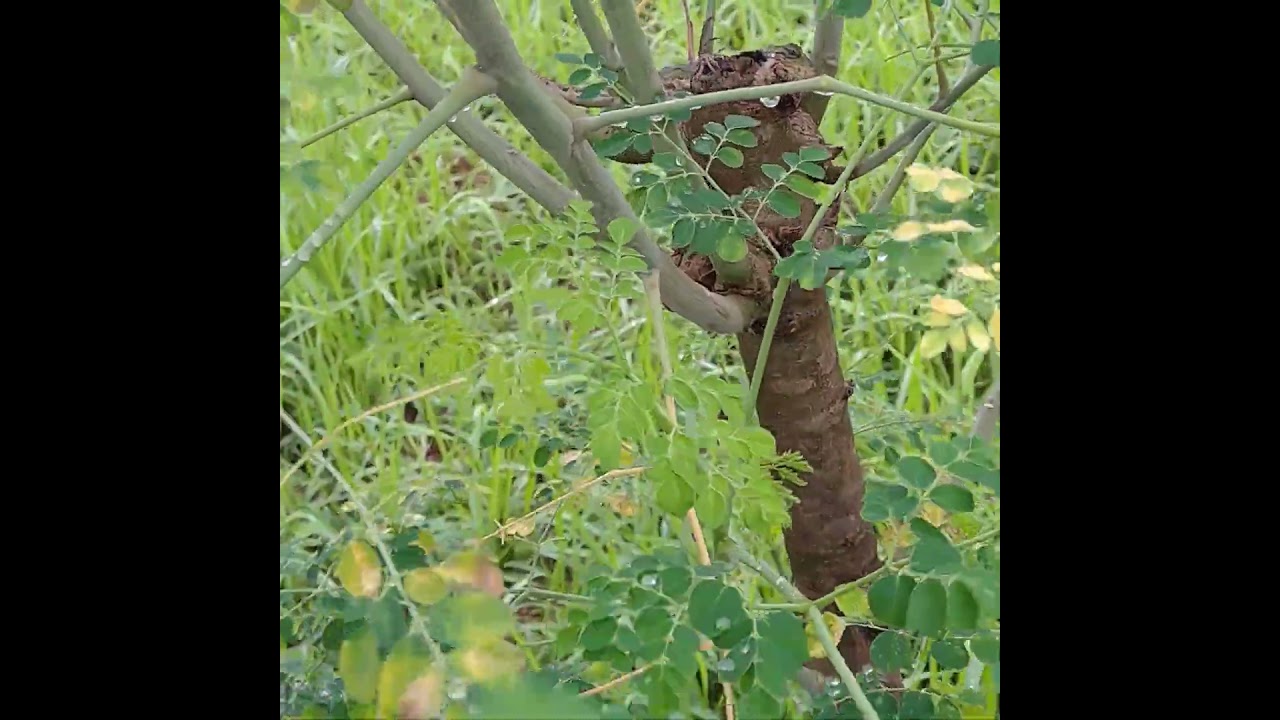 Sembunyi! 🦎 Kadal dan Bunglon di Dunia Reptil