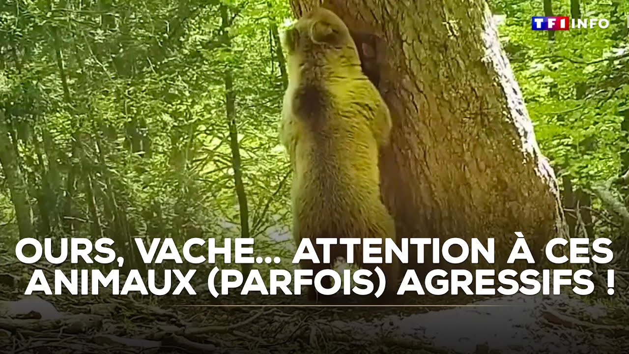Ours, chien de berger, vache... Attention à ces animaux (parfois) agressifs !｜TF1 INFO