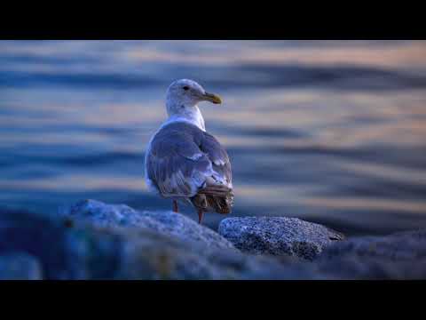 Bird HDR : Sony A7Slll Slog-3 Grade Mastered ST.2084 Rec.2020