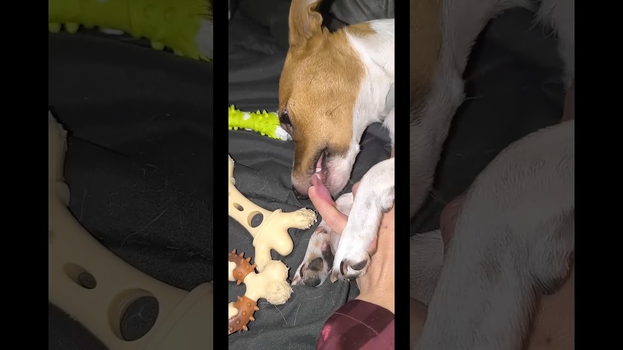 Adorable Jack Russell Puppy đ¶ Short Video