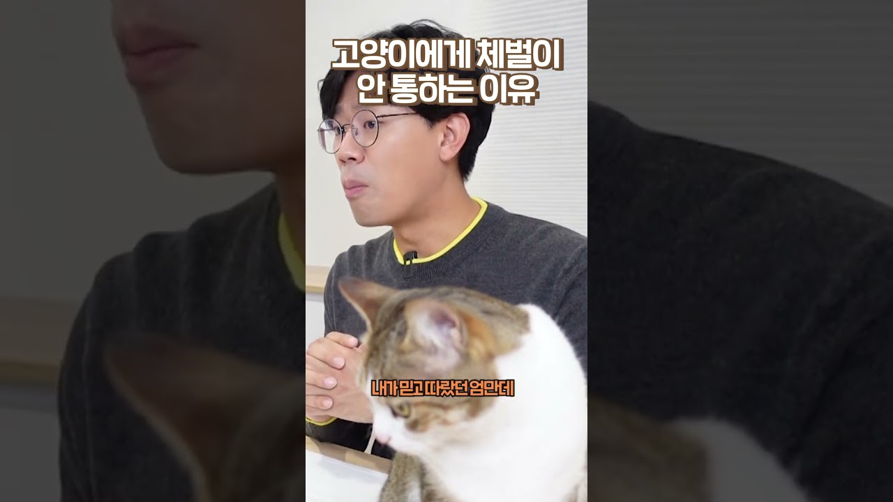 고양이들이 사랑받지 못한다고 느낄 때 🐱