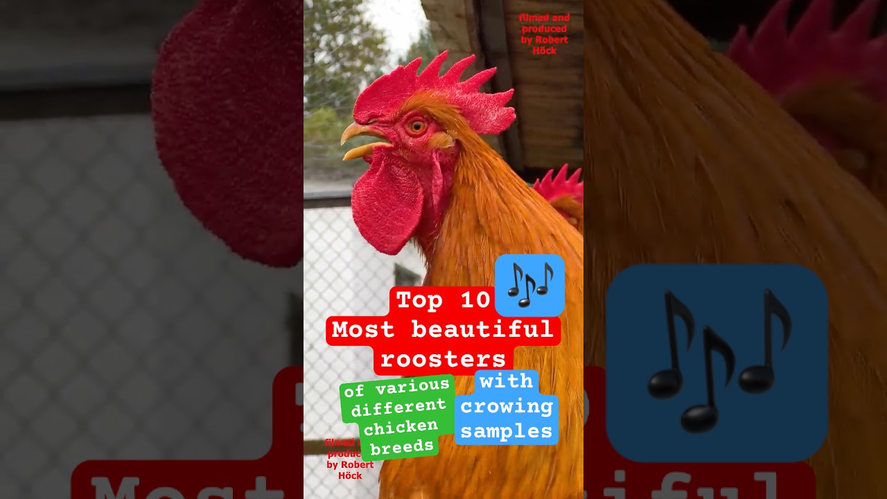 Top 10 Beautiful Fancy Roosters 🐓