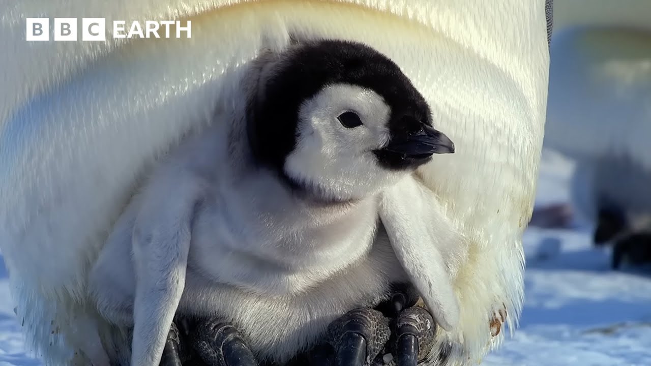 Penguin Challenges in the Coldest Regions 🐧