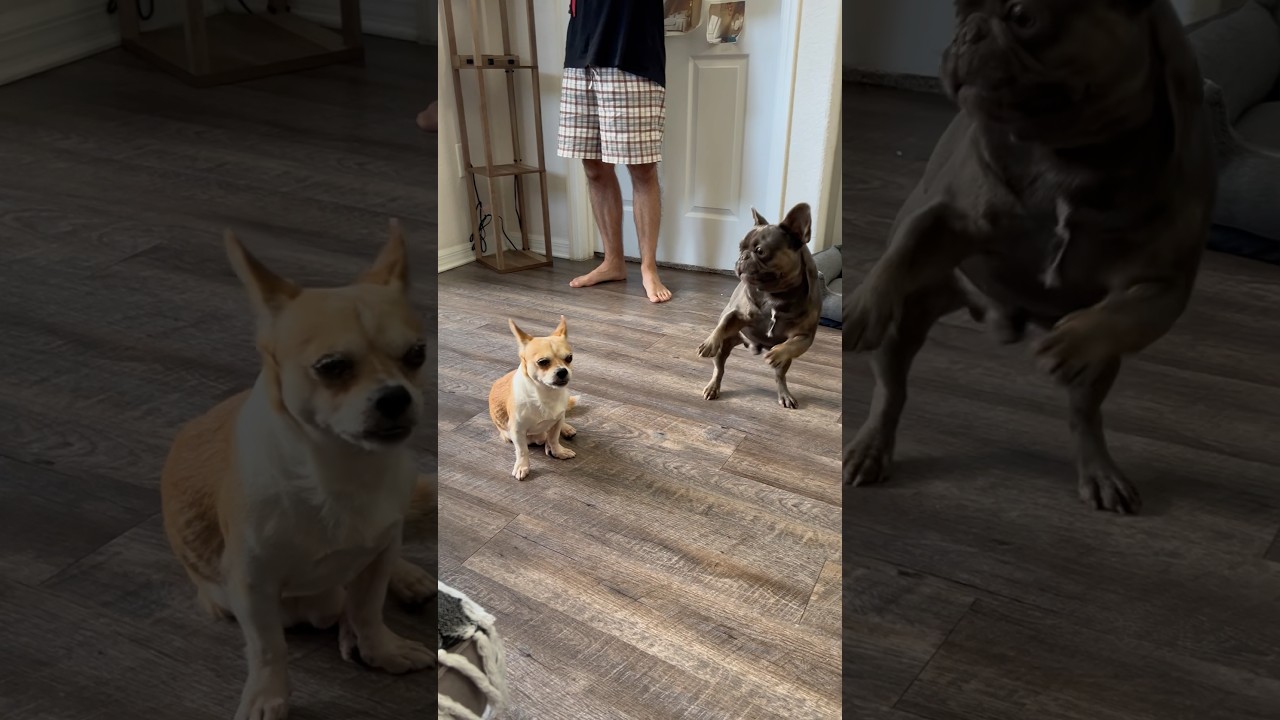 Aggressive French Bulldog Puppy 🐶