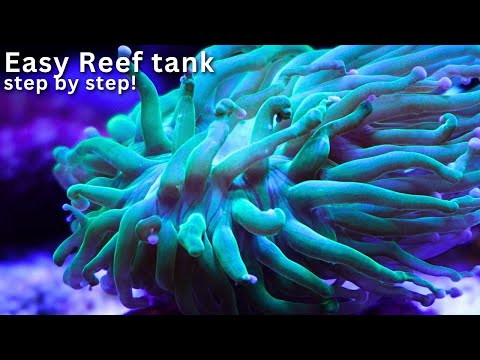 How I Built My Dream Reef Tank From Scratch? Beginner guide to reef keeping!