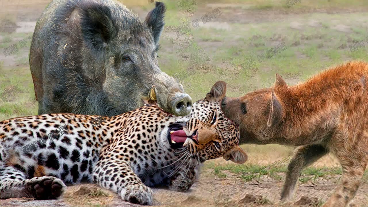 Unbelievable Wild Animal Moments of 2022 🐾 | Wild Discovery Animals Part 2