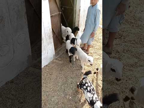 خروف صغير وماعز  حياة رغستان ثار #viralshort