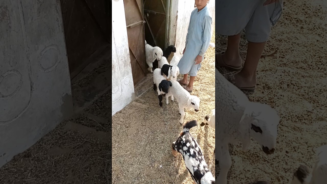 مغامرات خروف صغير وماعز حياة رغستان 🐑🐐