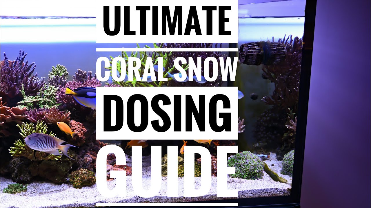 The Ultimate Coral Snow Dosing Guide for Stunning Reef Tanks 🌊