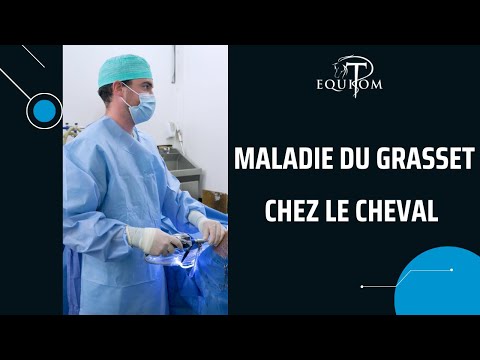 Maladie du grasset chez le cheval. Explication 🇫🇷 & 🇬🇧