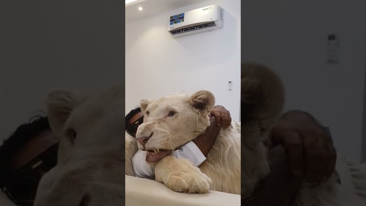 Incredible Friendships: Humans and Wild Animals Building Unlikely Bonds 🐾