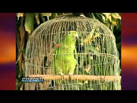 Capturan a ladrón que alertaba a delincuentes en Colombia 🚓