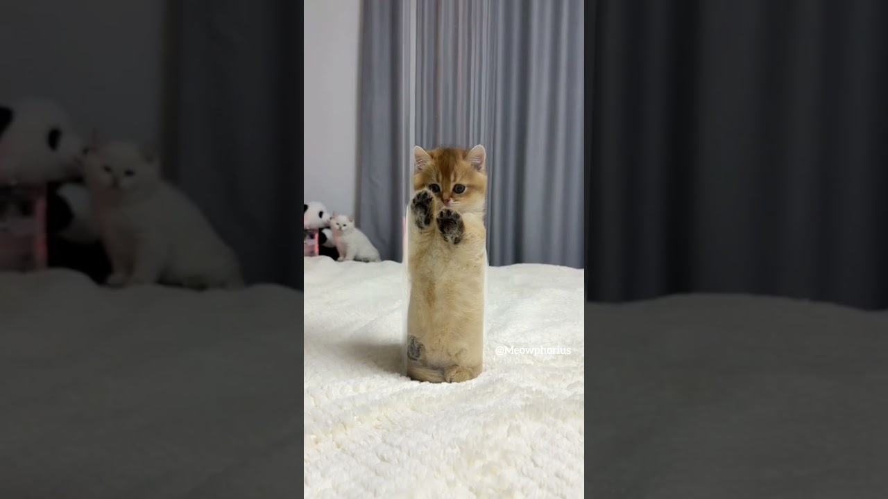 Adorable Kitten Leaping Toward You! ๐ป