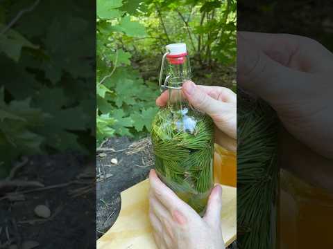 Хвойный лимонад с лаймом 🌲 #выживание #кемпинг #бушкрафт