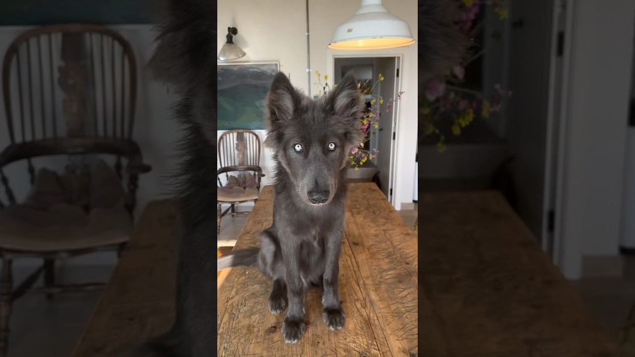 Adorable Blue Wolfdog Puppy Howl 🐺