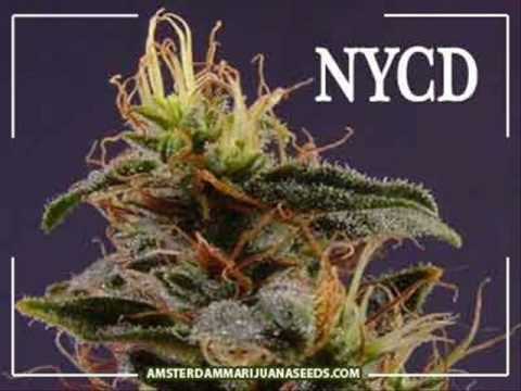 noyz narcos mega mix pt.1