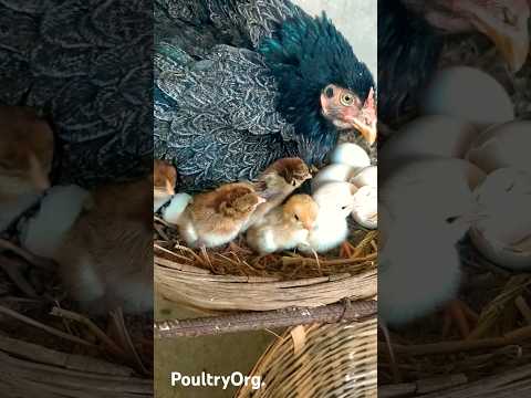 Organic Incubation Desi Murgi no-10 నాటు కోళ్లు