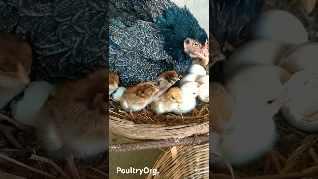 Organic Incubation of Desi Murgi (Country Chicken) 🐔 | No Harm to Birds