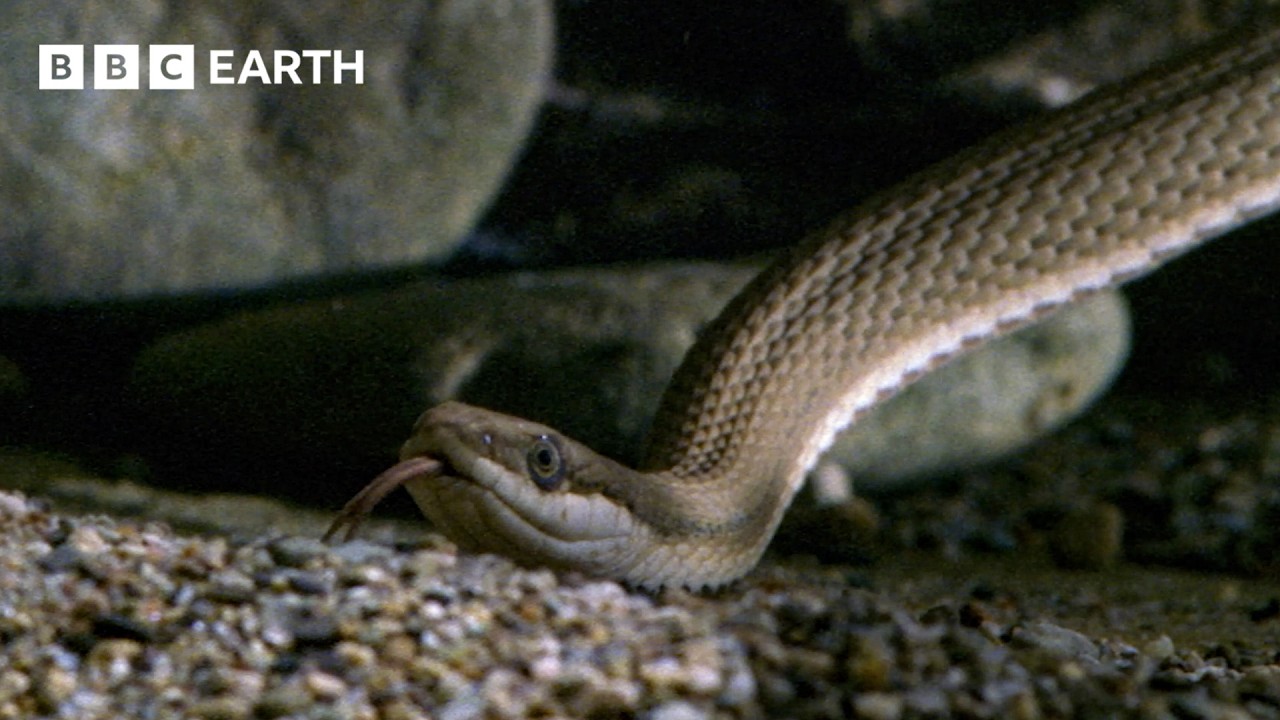 Queen Snake vs Crayfish | David Attenborough | BBC Earth π