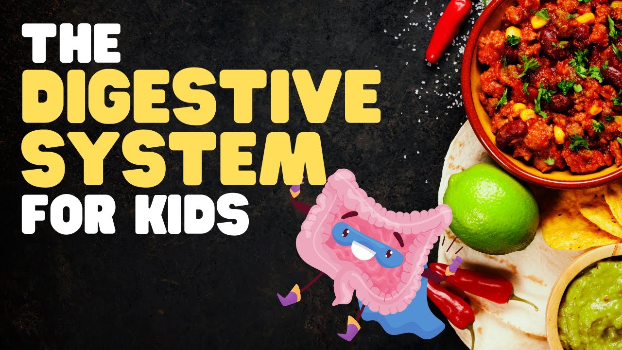 The Digestive System for Kids | A fun engaging overview of what happens when we eat!