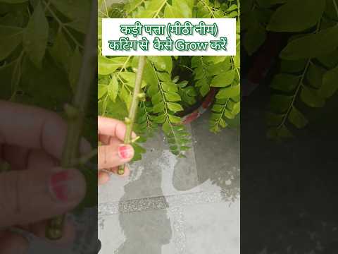 कड़ी पत्ता (मीठी नीम) कटिंग से कैसे grow करे 💯results